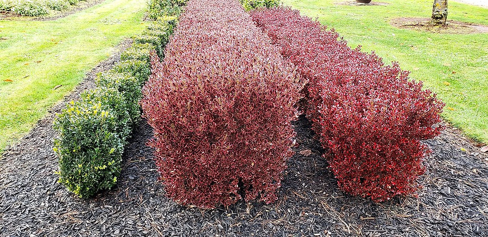 Thumbnail: Coprosma Pacific Sunset