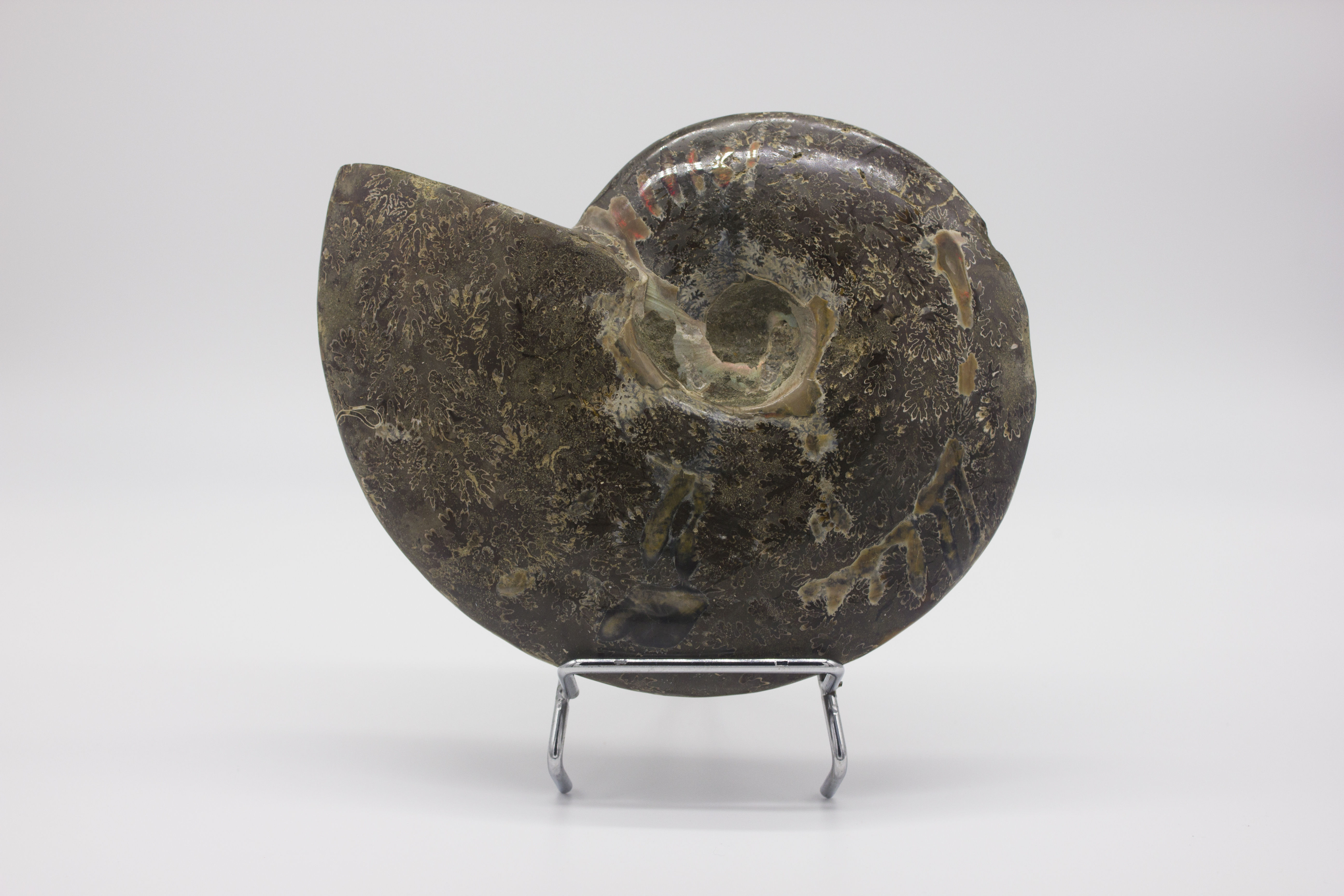 Ammonite opalisée brute