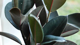 Rubber Plant 