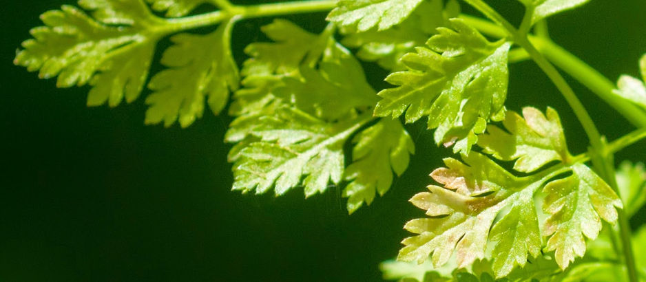 Parsley