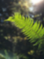 IMG_6452.jpeg