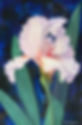 Pink Iris