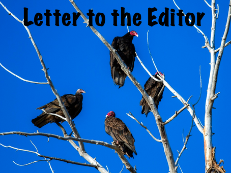 Vultures everywhere! Brunswick Beacon