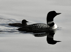 Loon