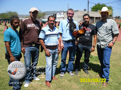 criadero de gallos de combate y pie de c