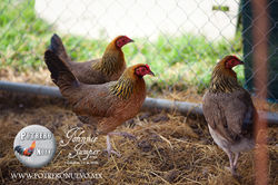 CRIADERO DE GALLOS POTRERO NUEVO 14.jpg
