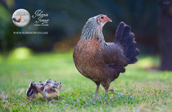 CRIADERO DE GALLOS POTRERO NUEVO GALLINA GIRA CON POLLITOS.jpg
