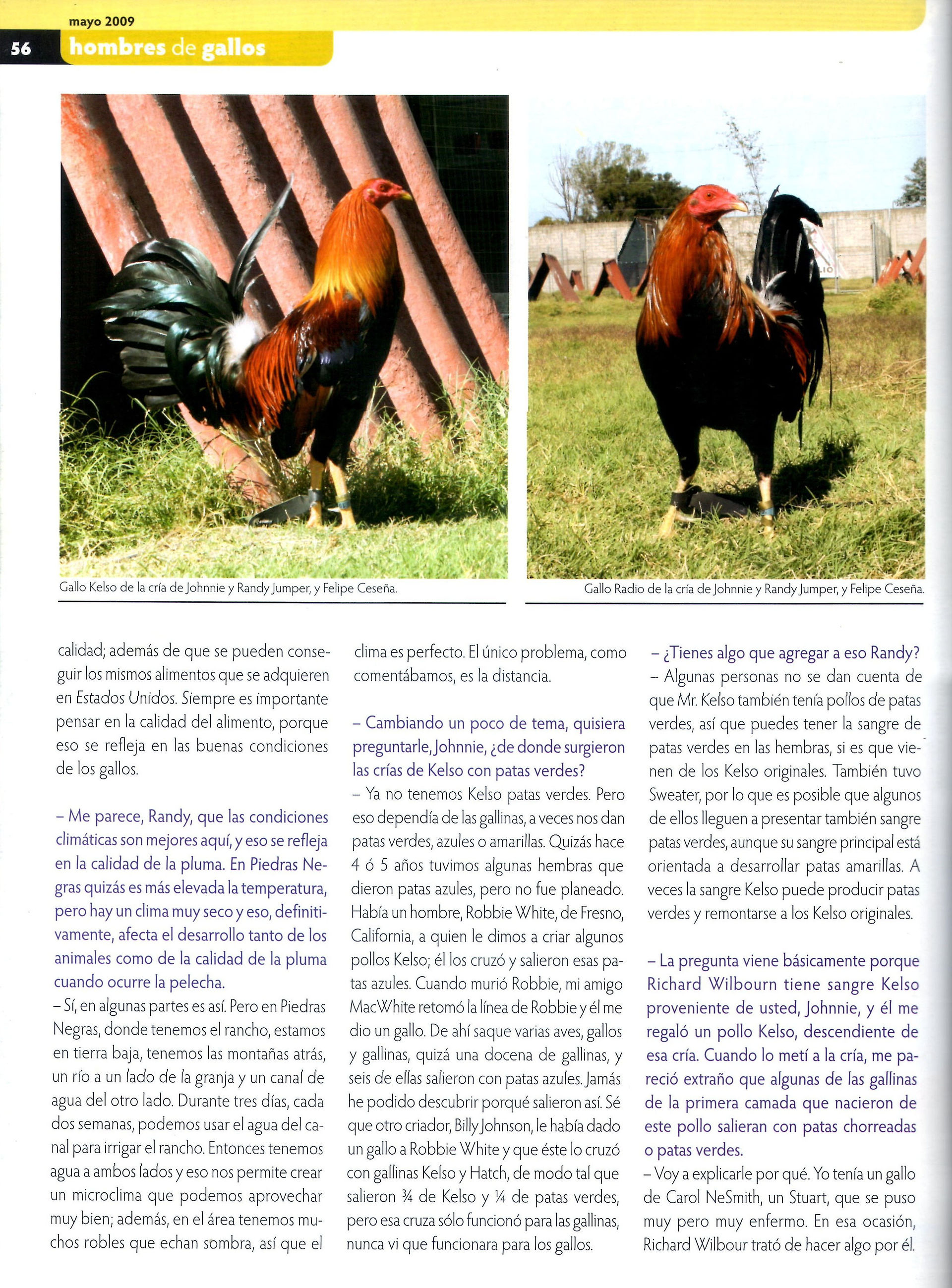 entrevista de gallos pie de cria a potre