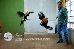 CRIADERO DE GALLOS POTRERO NUEVO PELEA10.jpg
