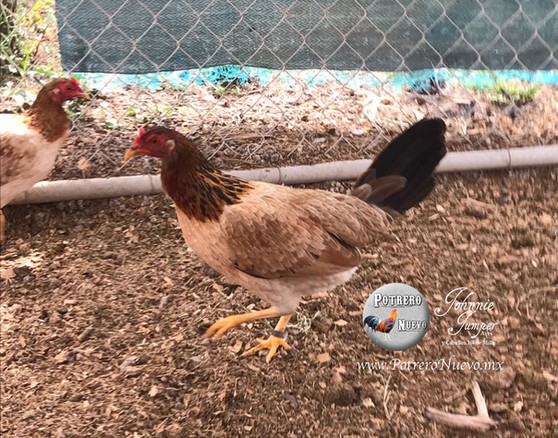 GALLOS JUMPER