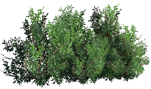 ANIMÉ ARBRE.gif