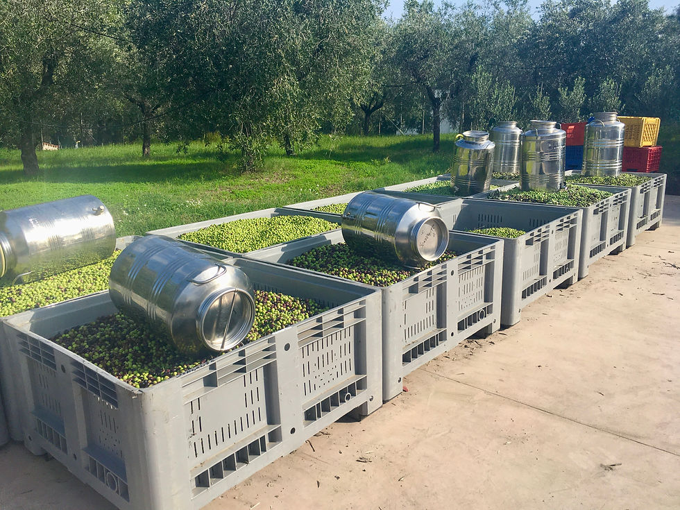 Other People's Olives