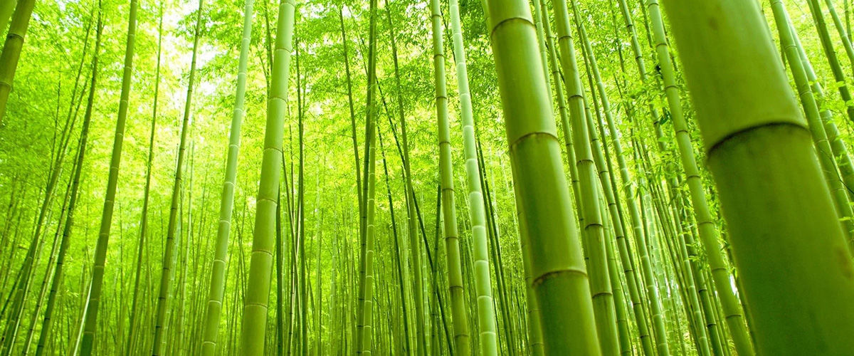 Bamboo copy.jpg