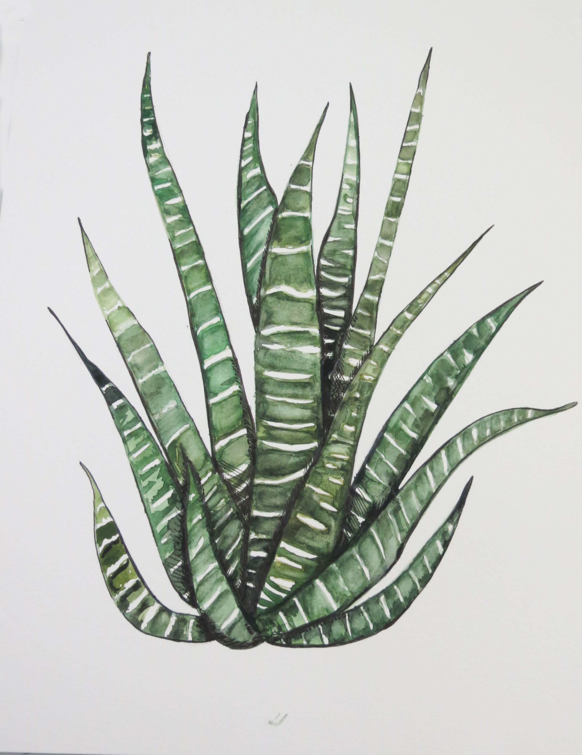 Cacta Watercolour