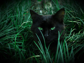 Black Cats