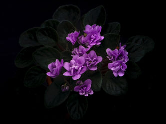 Violets