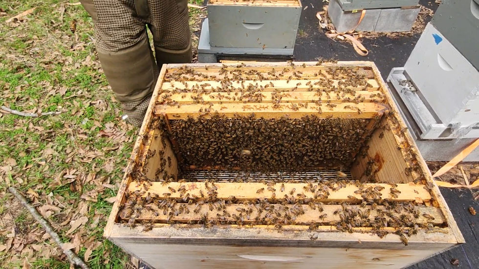 Thumbnail: NUCLEUS HIVE