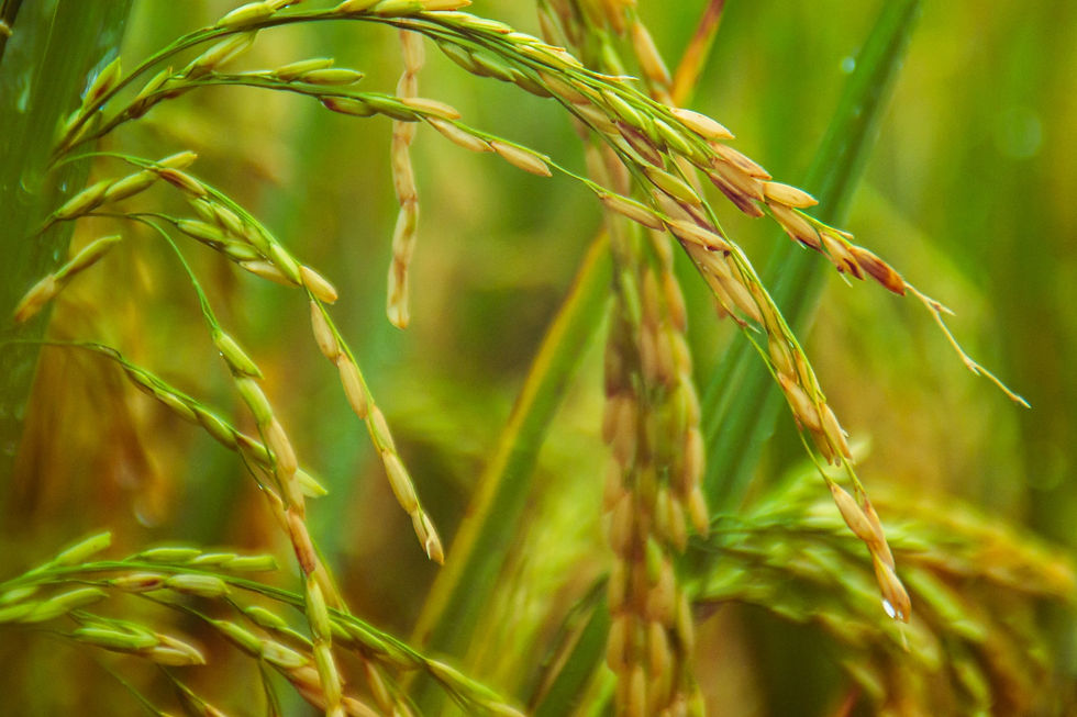 riz