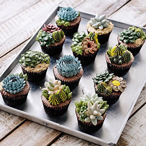 Image of 6 x Succulent Style 2