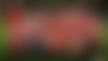 Radical new changes to the 2023 Danske Bank women's premiership