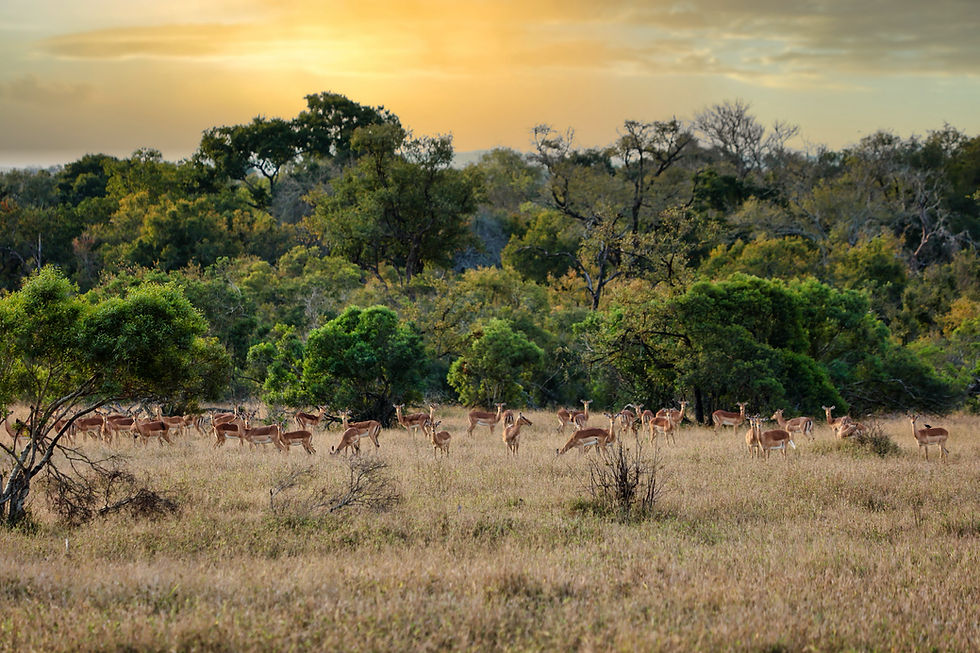 Exklusive Safaris in einer der wildesten und ursprünglichsten Regionen Afrikas.