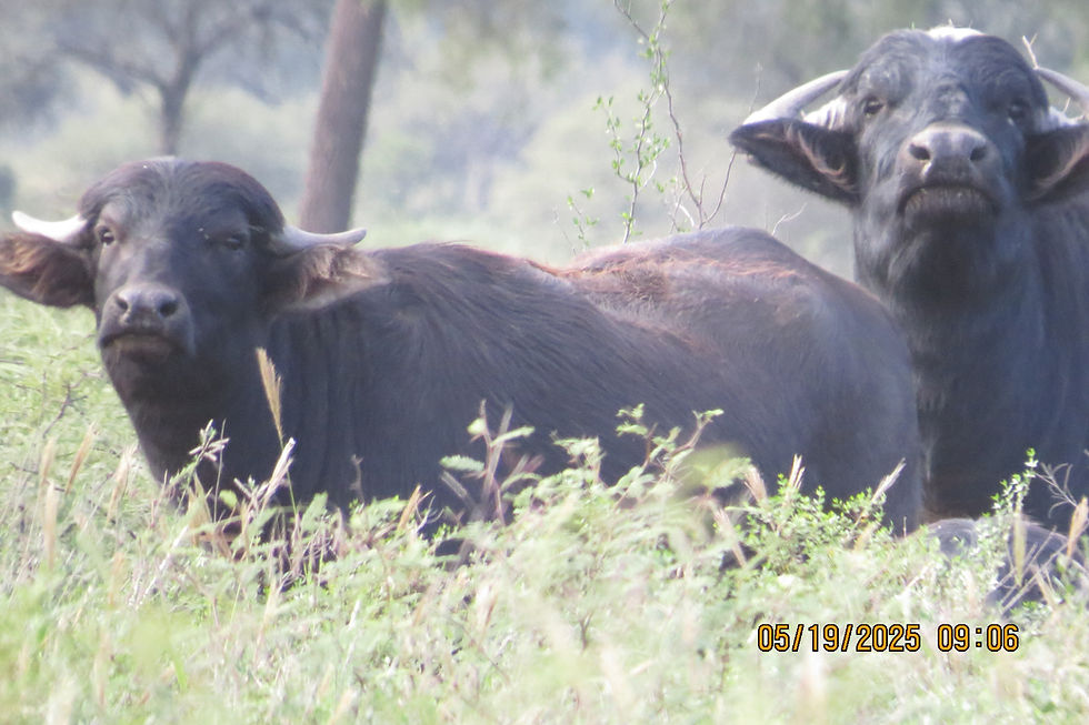 Thumbnail: Argentina Hunt