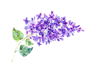 transparent.png