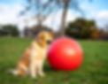 Firefly_create a high-quality realistic photograph of a dog sitting next to an exercise ba