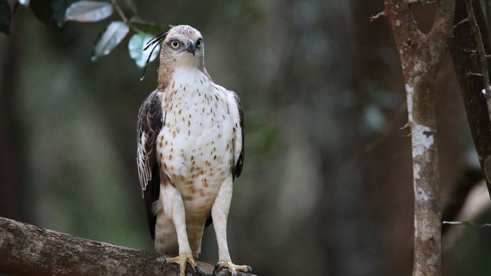 sri lankan hawk eagle