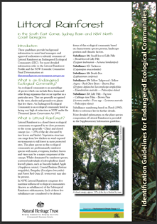 What is Littoral Rainforest