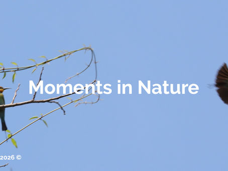 moments in nature - Stories Told Through the Lens