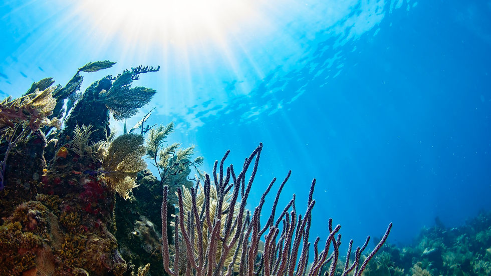 Soft coral reef