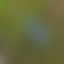 Ibope Consolidado 31/08/2021: Ilha Record perde fôlego