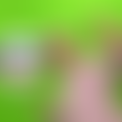 Ibope Consolidado (03, 04 e 05/09/2021): Show do Milhão, Caldeirão e Domingão tem boas estreias