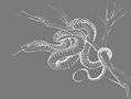 Snake_Gray.jpg
