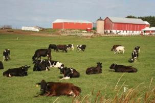 http://3.bp.blogspot.com/-iu3YHAVq6Ag/T6RXENemD4I/AAAAAAAAAAs/x9JuU4tmOH0/s400/cows-in-the-pasture-of-a-wisconsin-dairy-farm-wi139.jpg