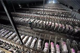 https://whativegan.files.wordpress.com/2014/04/factory_farm_pig-454x301.jpg