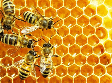 abeilles-fabriquent-miel.jpg