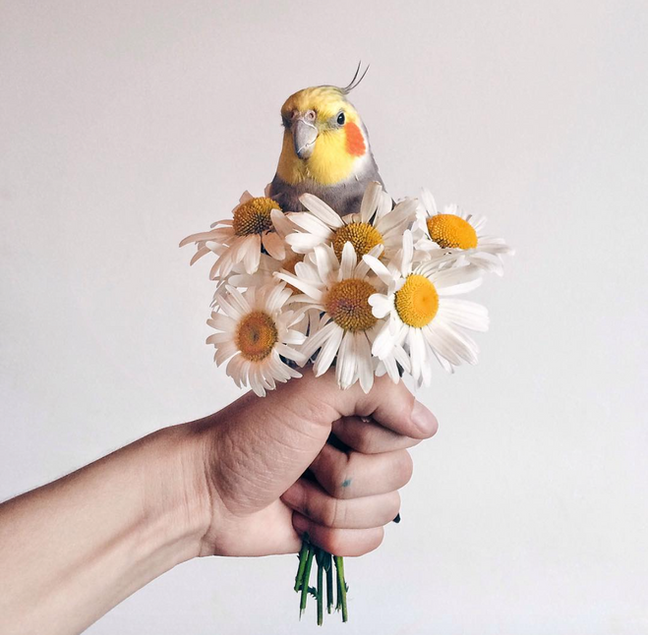 ELS INSTAGRAMS MÉS ANIMALS