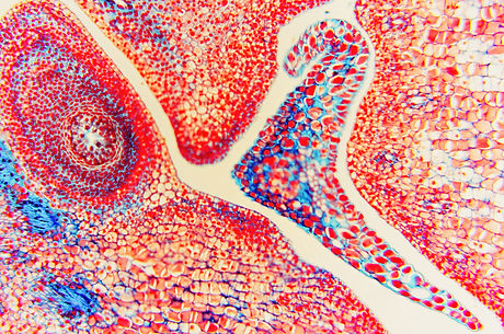 Microcosm flower- ovary and ovule. Micro