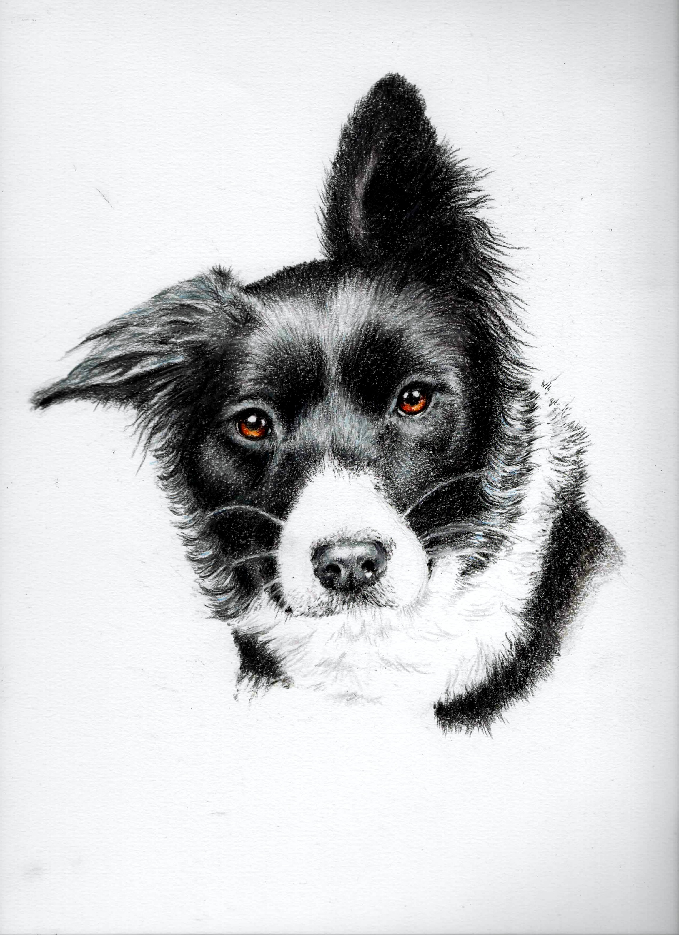 Pippa