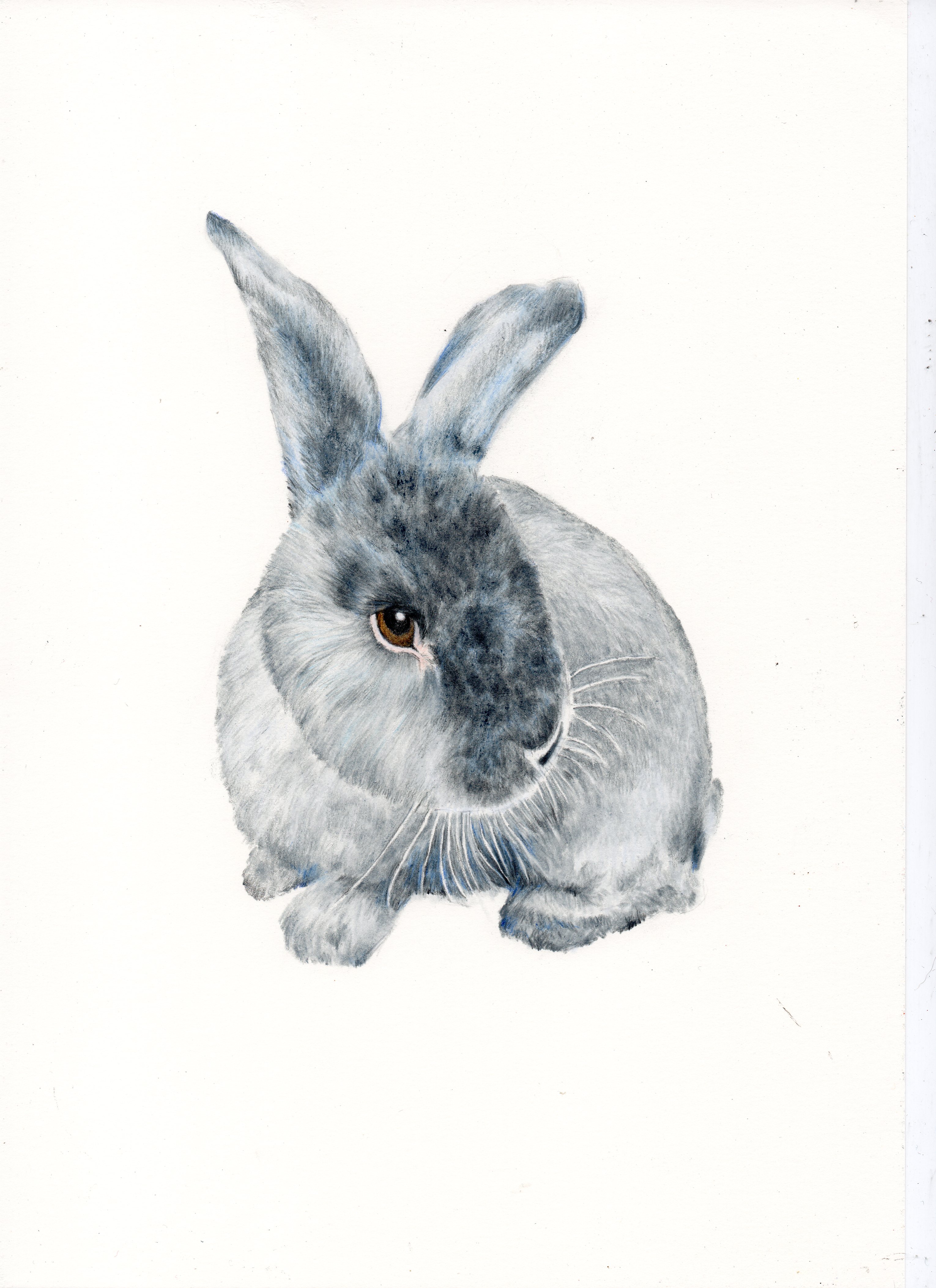 Flopsy