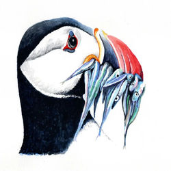 Puffin #2
