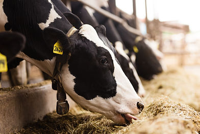 Emmert_DairyFarm_7324.jpg