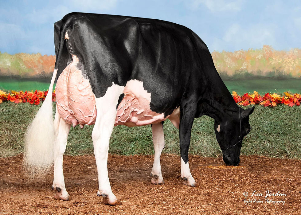 dazed udder shot