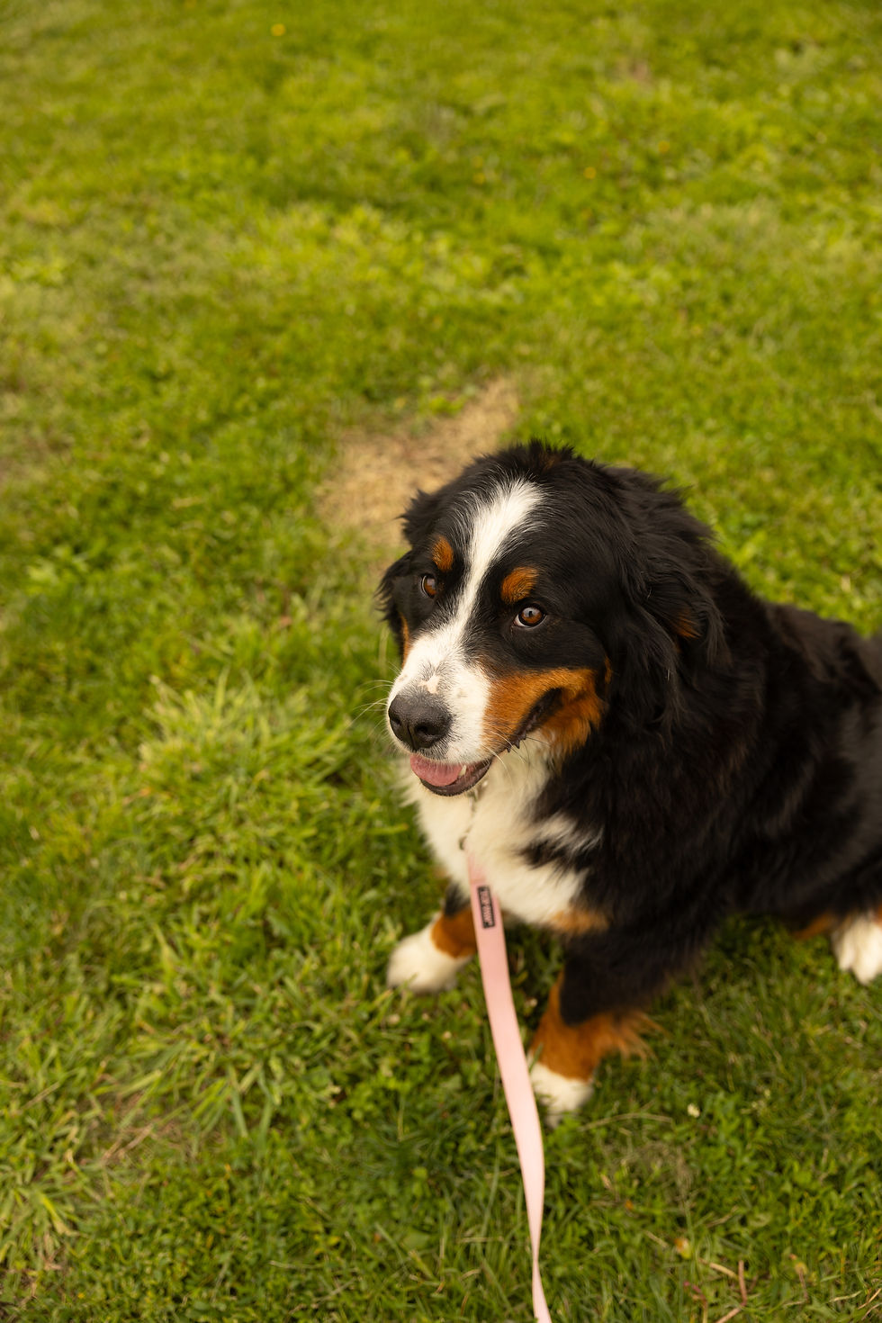 SummerOryDogs35.jpg