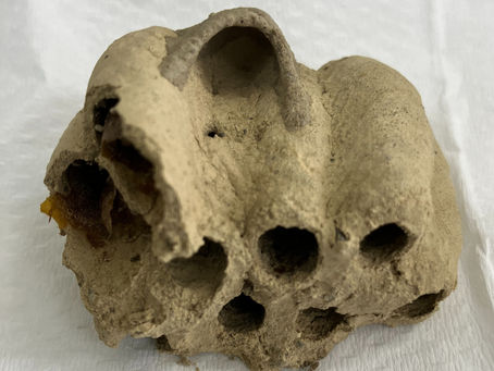 見つけたよ(^▽^)/