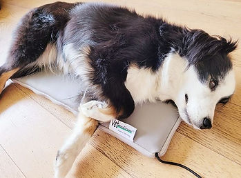 alt="Hund auf Frequenzfeldmatte während Frequenztherapie Frequenz-Feld-Therapie"