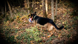 Ist Ball werfen eine sinnvolle Beschäftigung für den Hund?