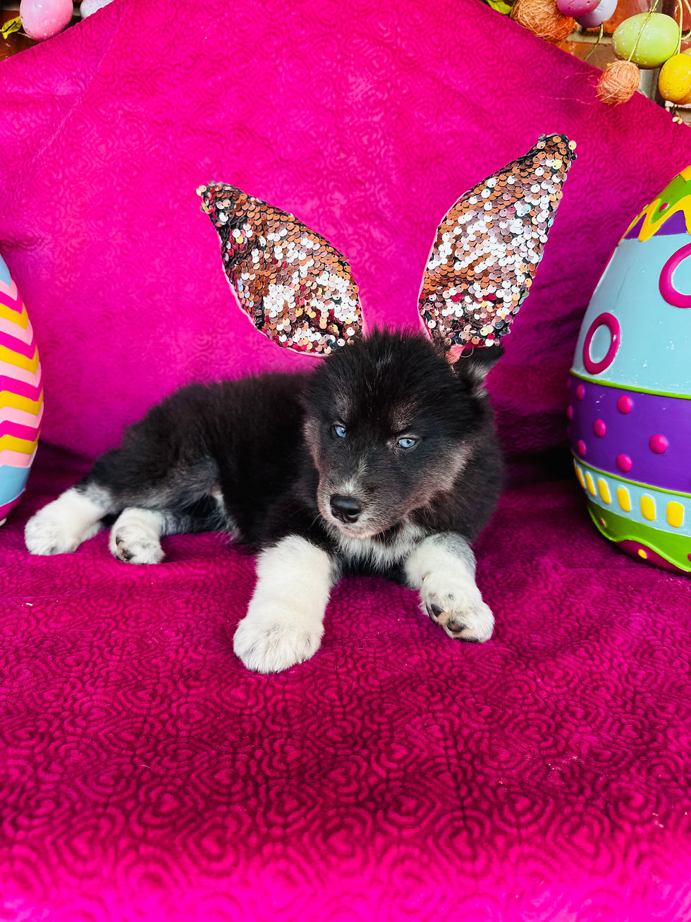 Thumbnail: June Bug Black, White and Tan with Blue Eyes Female $500